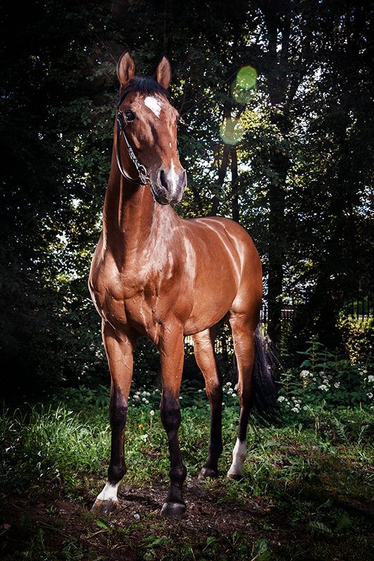 фотосъемка лошади